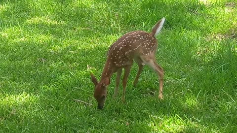Bambi is not shy at all ❤