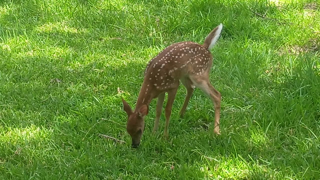 Bambi is not shy at all ❤