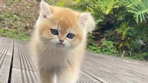 cute cat baby