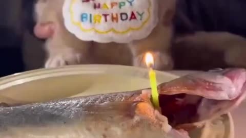 Celebrating a Purr-fect Birthday 🎈🐱
