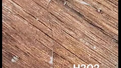 Tapeworm on kitchen floor, sprayed with hydrogen peroxide.