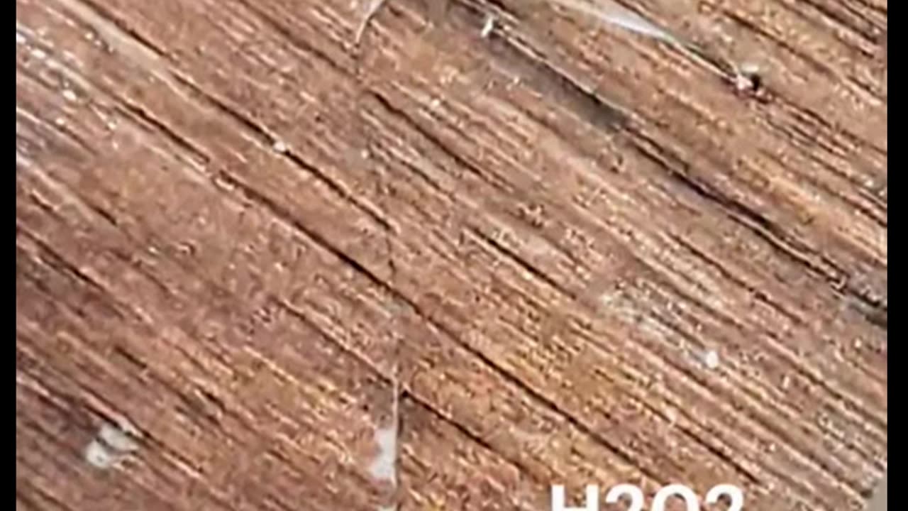 Tapeworm on kitchen floor, sprayed with hydrogen peroxide.
