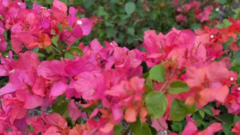 Blooming Flowers Vlog: The Beauty of Nature in Full Blossom