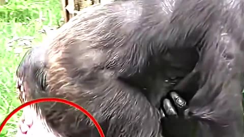 The mother chimpanzee was surprised #shorts #chimpanzee
