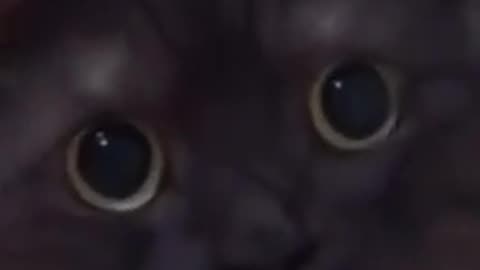 🤣🐱 You Won't Believe This Hilarious Kitty Chaos! | FunFM