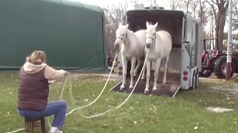 Woman Shows Her Unique Method Of Loading Her Horses Into Trailer