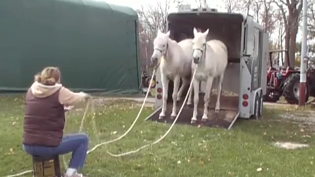 Woman Shows Her Unique Method Of Loading Her Horses Into Trailer