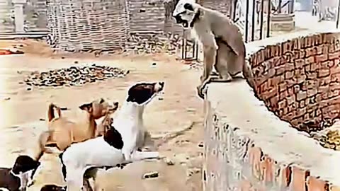 😂😆 "This Dog Just Invented Comedy!" 😂😆