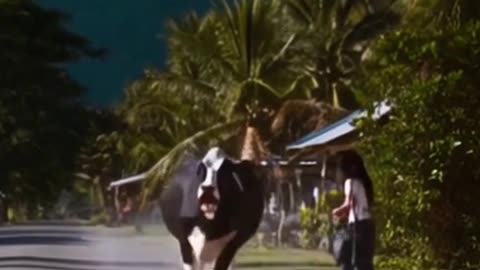 Cow splash milk