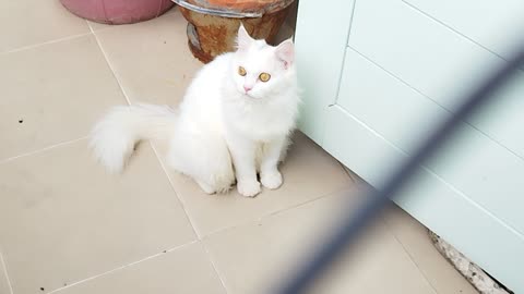 Cat white cute funny animal
