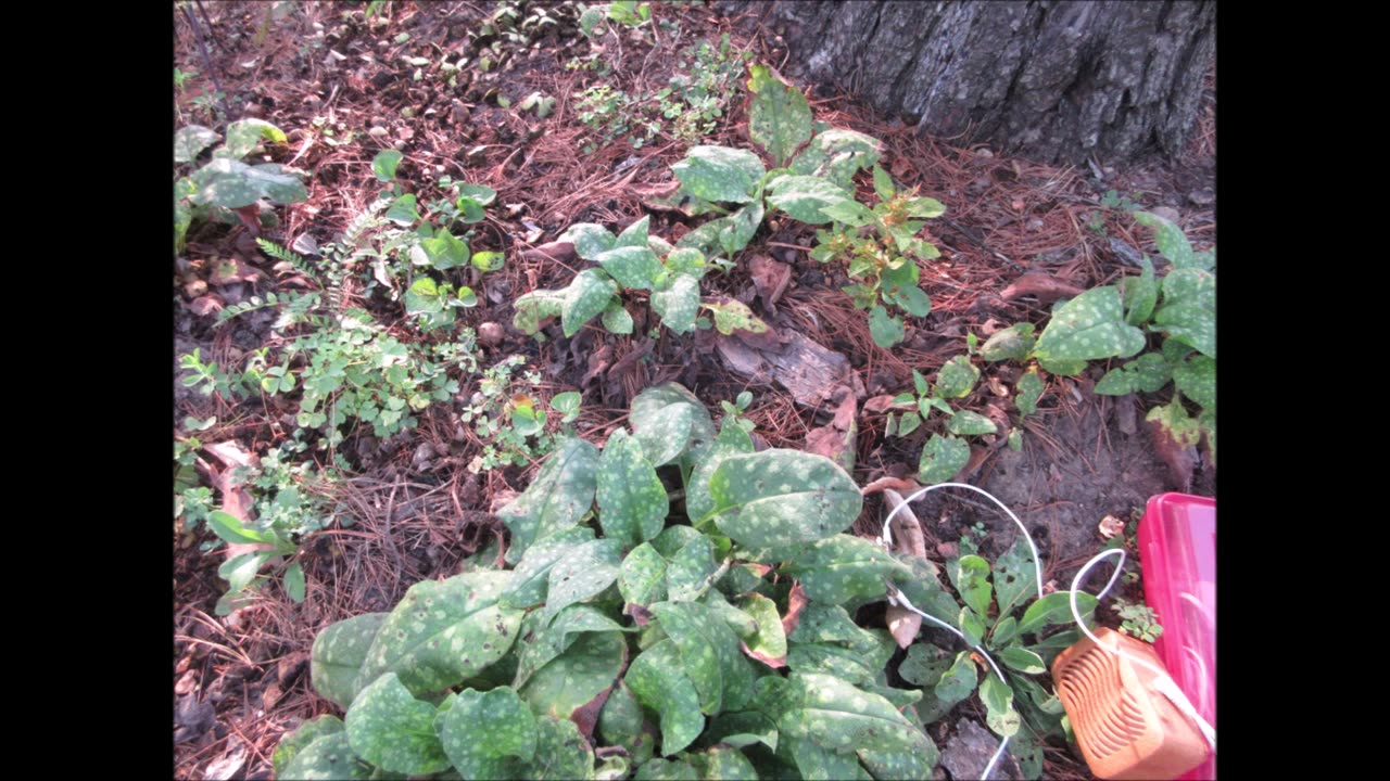 Shade Loving Lungwort April 2023