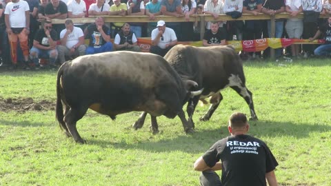 Luli od Čizmića vs Natikač od Bokija