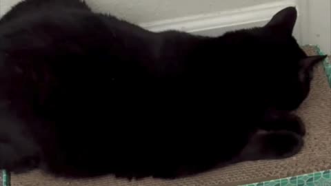 Cute Precious Piper Tastes Her Tuffet - Adopting a Cat from a Shelter Vlog #shorts