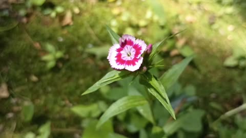 Sweet William