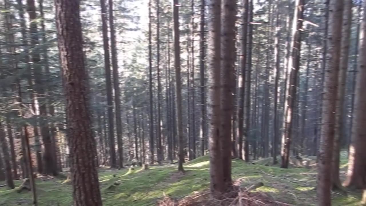 Forest (October 2021)