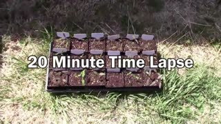 Gardening Quick Tip #19 - Use A Shadow To Help Harden Your Plants