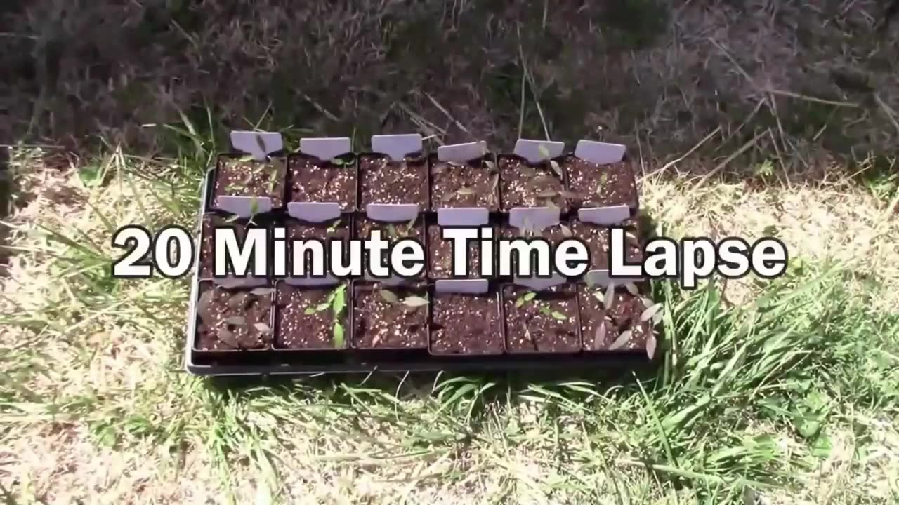 Gardening Quick Tip #19 - Use A Shadow To Help Harden Your Plants