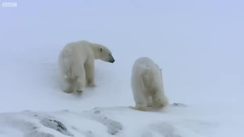 Top 5 Silliest Animal Moment
