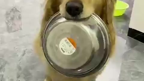 Cute and funny dogs