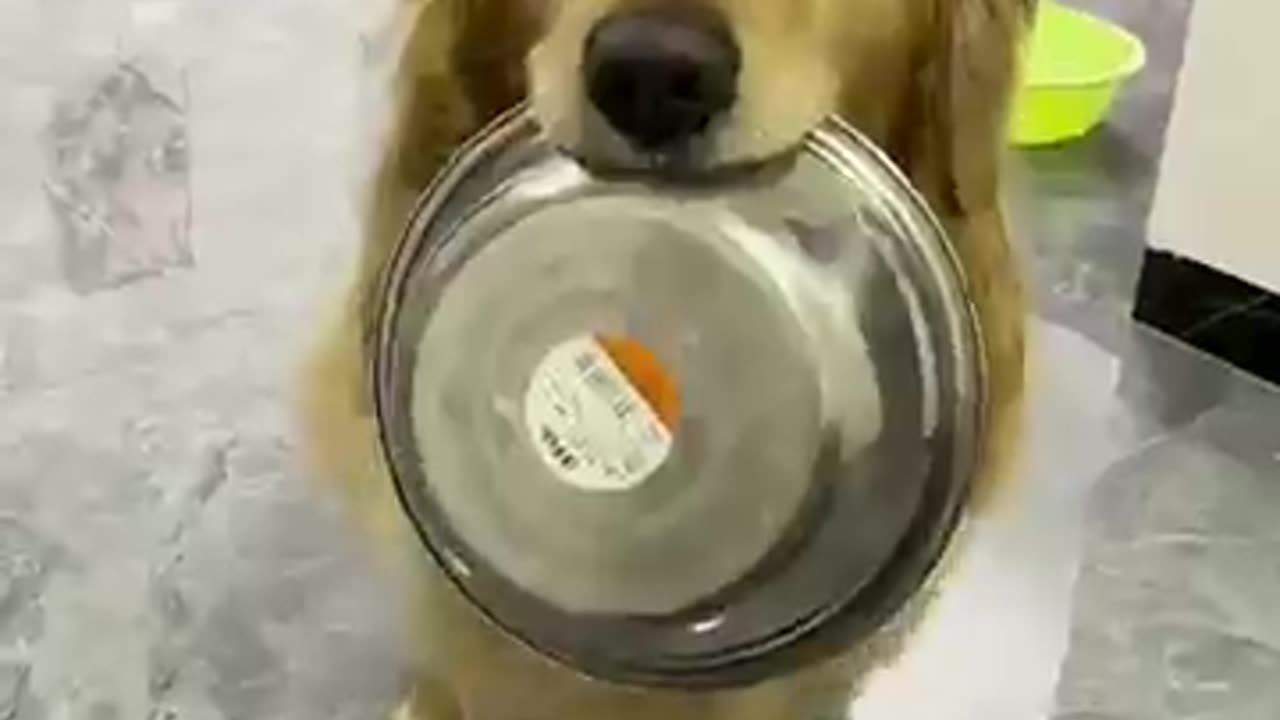 Cute and funny dogs