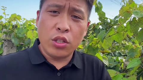 葡萄打了头 明年不发愁#果树种植管理 #果树种植 #果园管理 #果树施肥 #葡萄种植