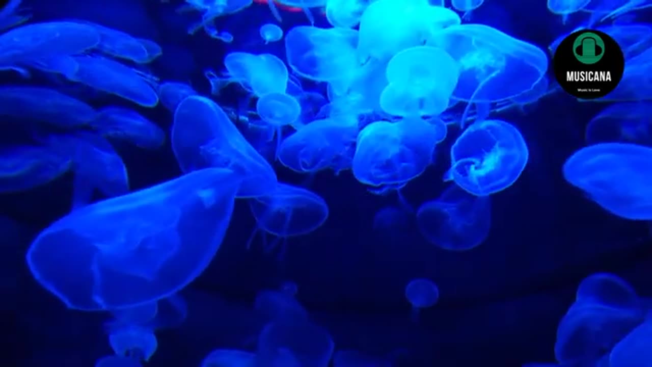 Funny Background Music