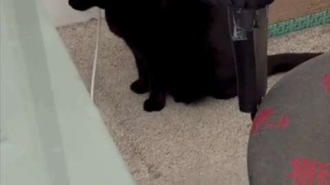Cute Precious Piper is a Good Welcomer - Adopting a Cat from a Shelter Vlog #shorts