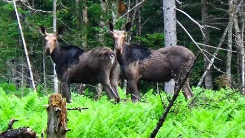 Moose Duo