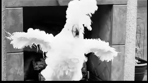 HEAD BANGER 😂PARROTS