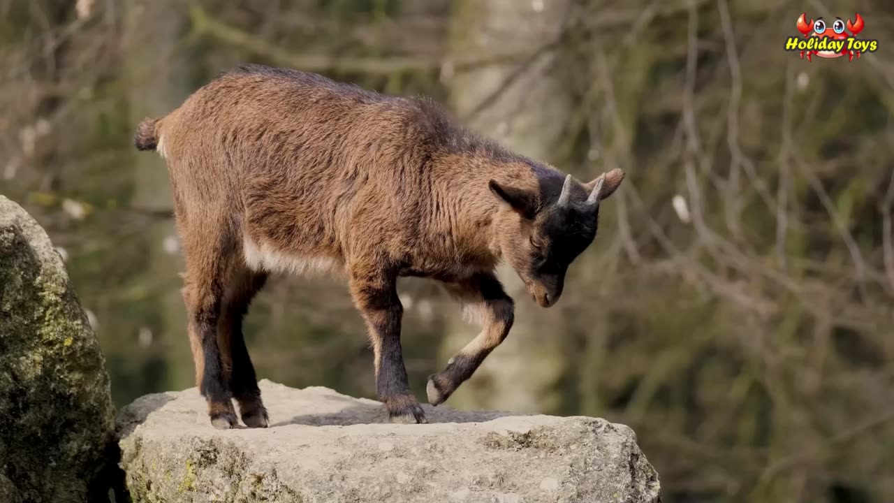 Hyenas Look for Deer Sleeping Under Trees for Lunch