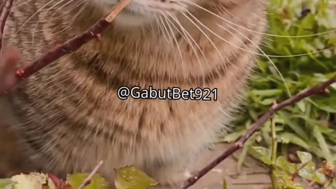 funny cat