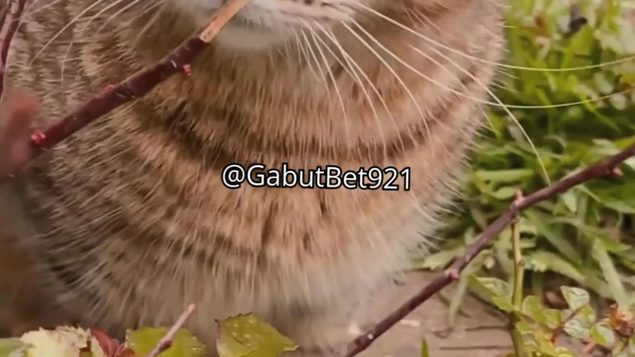 funny cat