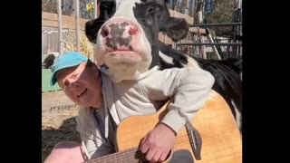 Animal Therapy