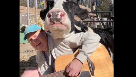 Animal Therapy