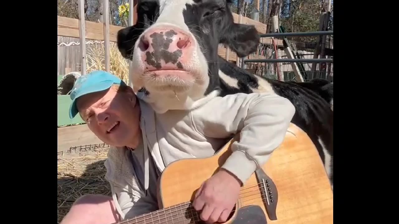 Animal Therapy