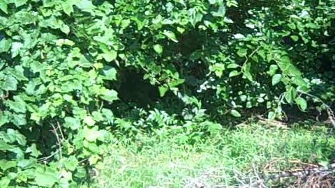 OAKFIELD PART 1
