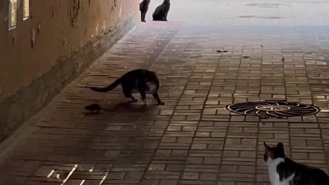 Mouse Surrounded by Cats
