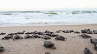 The little turtles continue to go to sea...