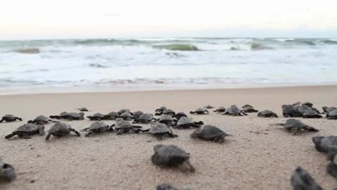 The little turtles continue to go to sea...