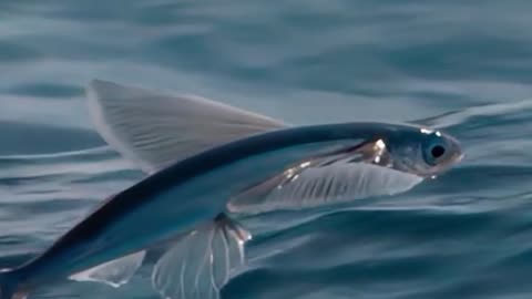 Majestic Spotted Eagle Rays Fly Past Scuba Diver in the Galapagos Islands