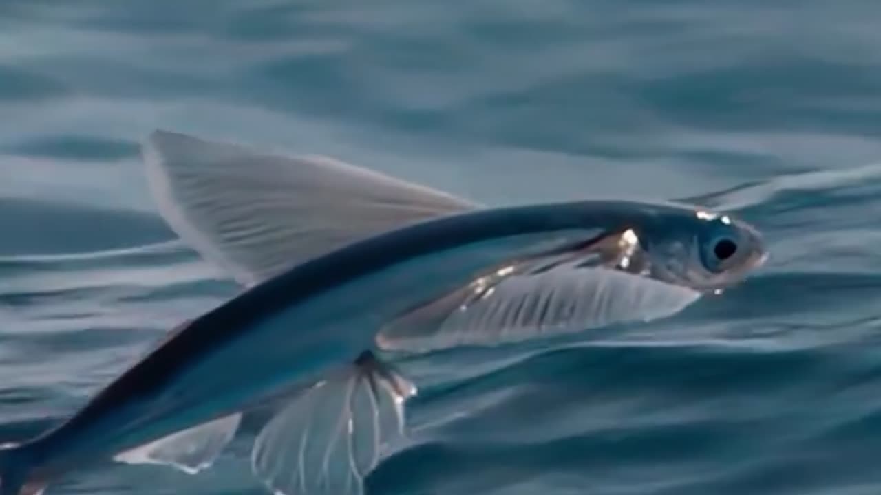 Majestic Spotted Eagle Rays Fly Past Scuba Diver in the Galapagos Islands