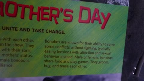 In bonobo society, every day is mother's day!