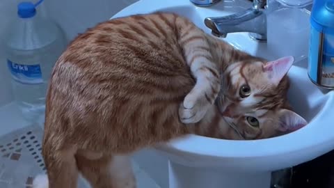 Funny cat