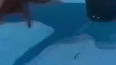 #funnyvideosdaily
