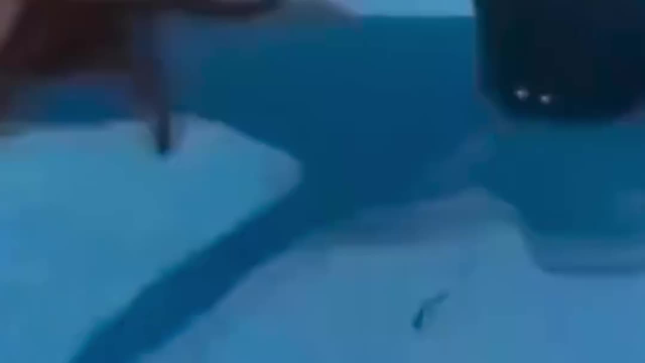 #funnyvideosdaily