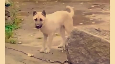 Viral