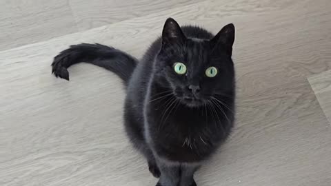 my polite void cat