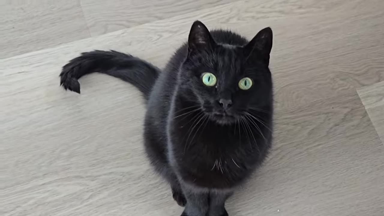 my polite void cat