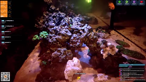 24/7 Real Live Reef Stream