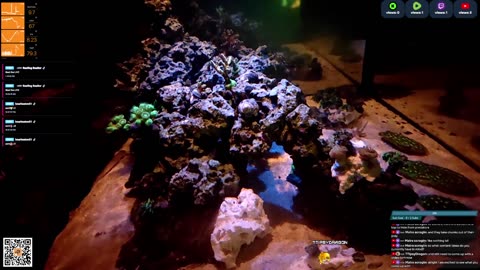 24/7 Real Live Reef Stream